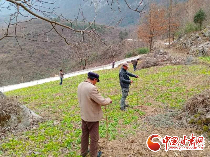 【甘肅全民戰(zhàn)“疫”】戰(zhàn)“疫”中，隴南稻坪的春天