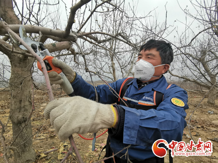 【甘肅全民戰(zhàn)“疫”】白銀靖遠：摁下春耕生產(chǎn)鍵  林果扶貧不松勁  
