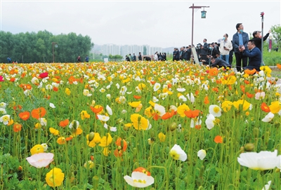 劉家峽鎮黃河花堤游客賞花游玩