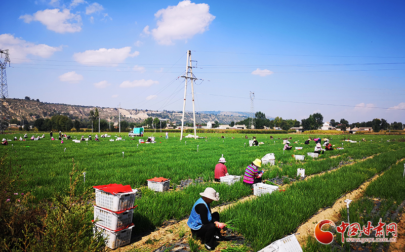 【甘肅省決戰決勝脫貧攻堅】臨夏縣新集鎮：培育壯大特色種植業 夯實脫貧攻堅基礎（圖）