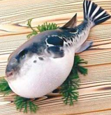 蘭州市市場監督管理局發布通告禁止違法加工、經營河豚魚