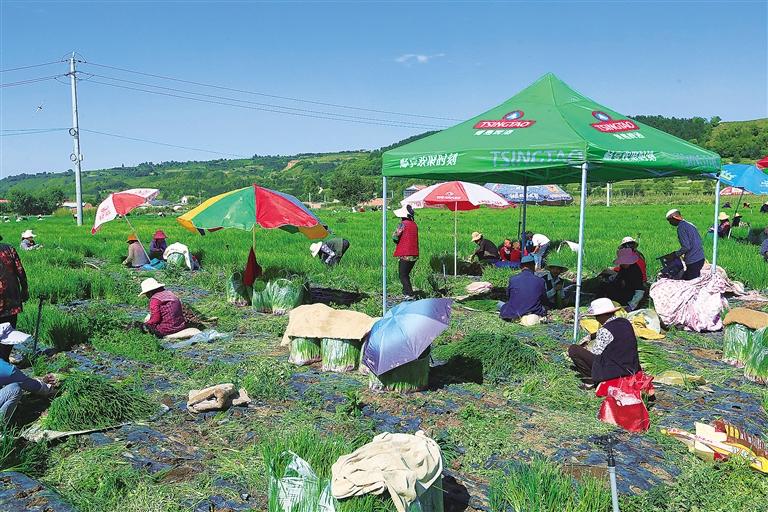 臨夏縣尹集鎮大灘澗村河州田園農民種植專業合作社的社員采挖香蔥