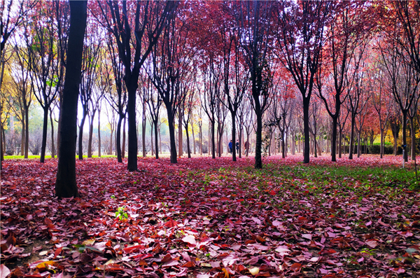 【“醉”美深秋 】深秋，請到蘭州這片紅葉林里走走