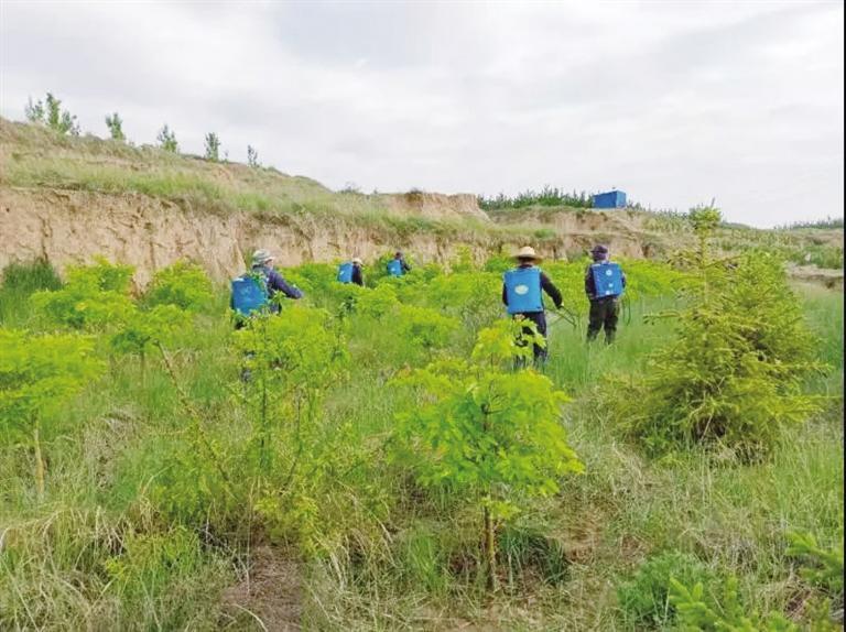 工程建設(shè)規(guī)模360畝 共栽植各類(lèi)苗木33332株 蘭州南北兩山生態(tài)綠化西山嶺景觀明顯提升