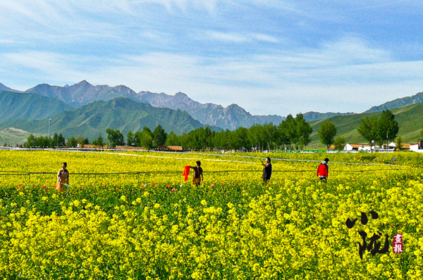 【小隴畫報(bào)·117期】盛夏赴一場(chǎng)金張掖的金色之約