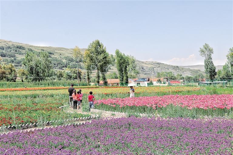 臨夏州康樂縣在草長溝景區打造了占地30多畝的花海