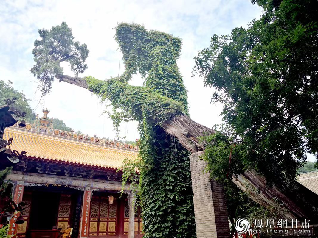 “山頭南郭寺,水號(hào)北流泉。老樹(shù)空庭得,清渠一邑傳。”杜甫詩(shī)中的“老樹(shù)”,指的就是這株春秋古柏,為南郭寺的“鎮(zhèn)寺之寶”。胡江 攝