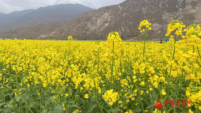 隴南武都：萬畝油菜花競(jìng)相開放