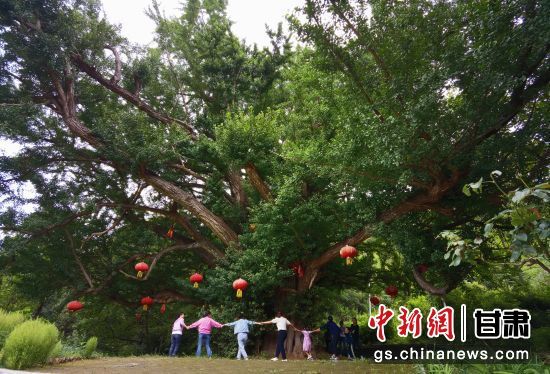 隴南徽縣境內最古老的銀杏樹。當地傳說,它已有千年樹齡。(資料圖)殷春永 攝
