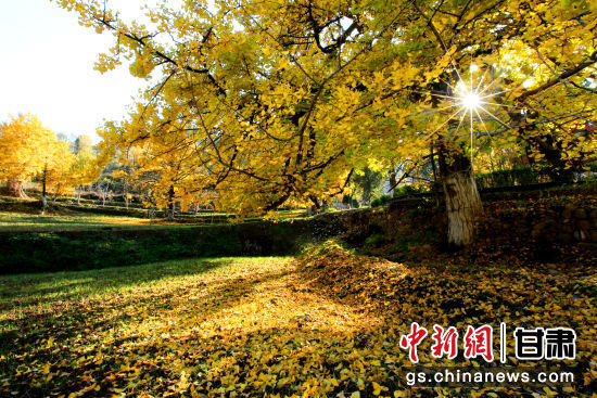 隴南徽縣銀杏樹最美的時候,當屬每年的10月至11月。圖為樹葉已染黃的銀杏樹。張承榮 攝