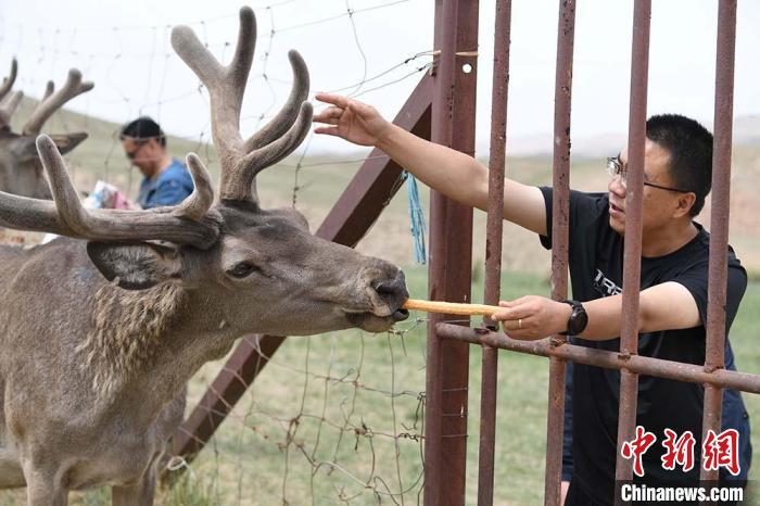 圖為游客在肅南縣馬鹿養殖場內體驗喂鹿?！钇G敏 攝