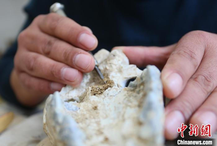 2022年6月，在和政古動物化石博物館內，古生物化石修復師對化石進行修復。(資料圖) 高展 攝
