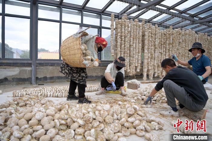 5月10日,甘肅省甘南藏族自治州迭部縣一青稞酒廠,工作人員用青稞面和青稞草等制成的曲坯用繩子串起來,方便掛起來曬干。九美旦增 攝