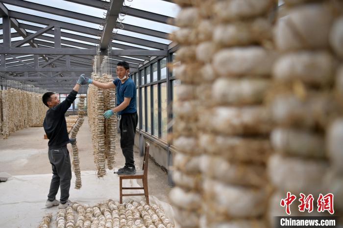 圖為5月10日,工作人員將用青稞面和青稞草等制成的曲坯用繩子串起來晾曬。九美旦增 攝