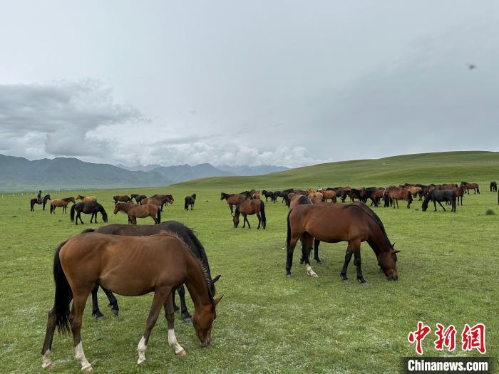 7月中旬,在山丹馬場草原上吃草的“山丹馬”。 戴文昌 攝 7月中旬,在山丹馬場草原上吃草的“山丹馬”。 戴文昌 攝