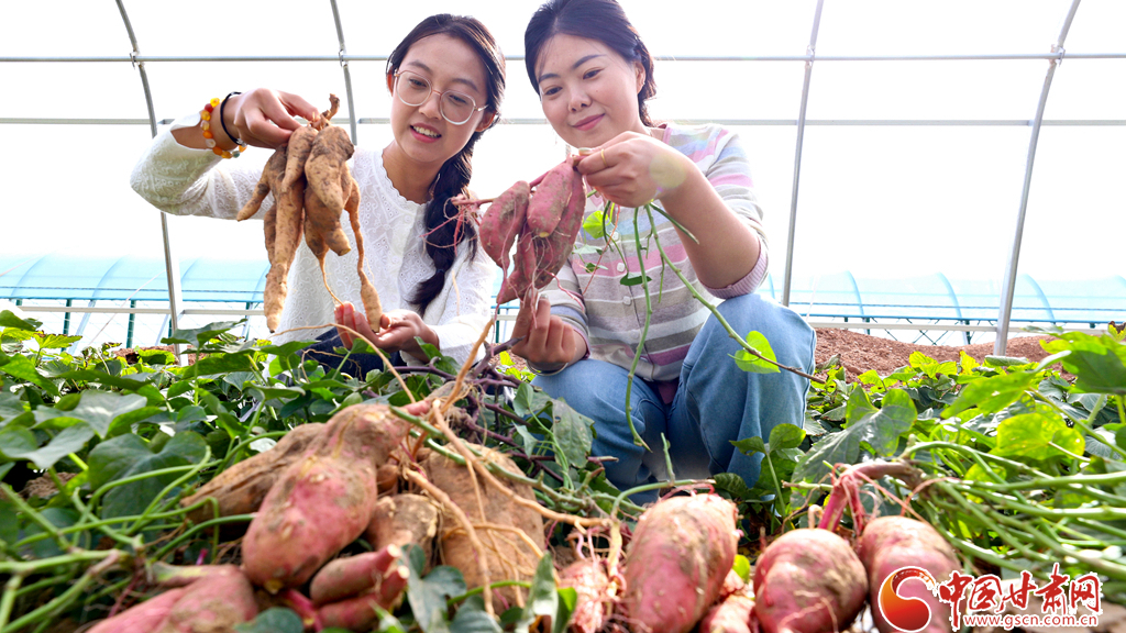 隴拍客丨臨澤：戈壁荒漠試種蜜薯喜豐收